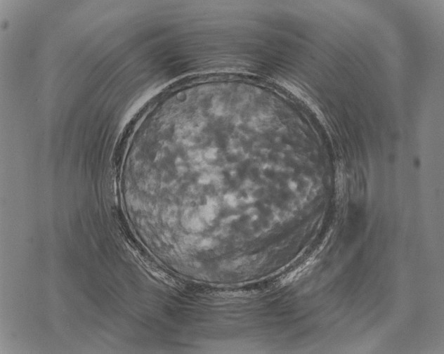 X0000072520925200608041528