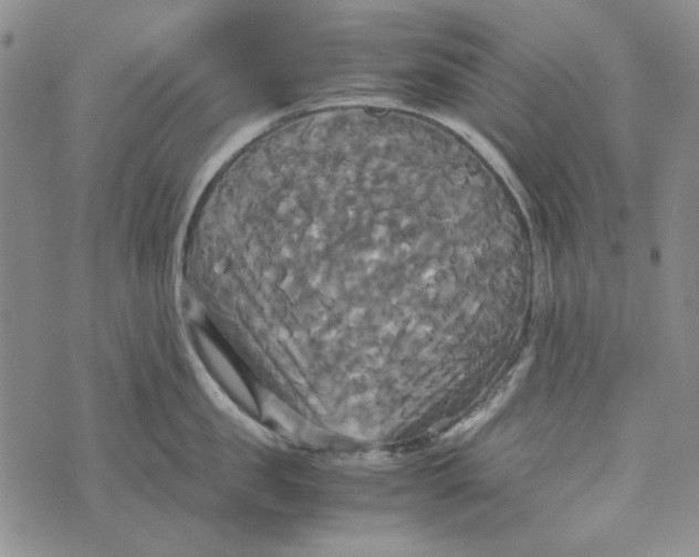 X0000072520957200608041529