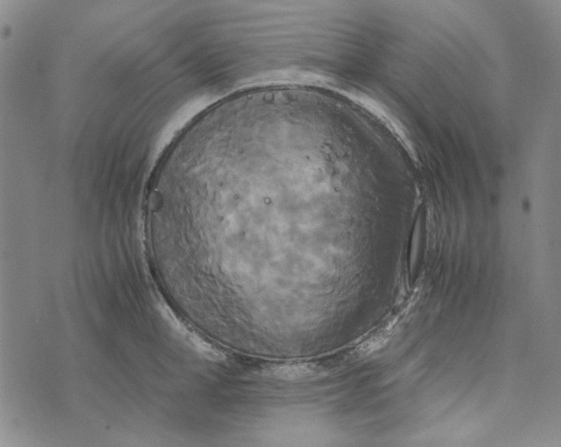 X0000072520998200608041527