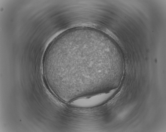 X0000072521028200608041526