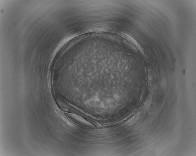 X0000072521035200608041527