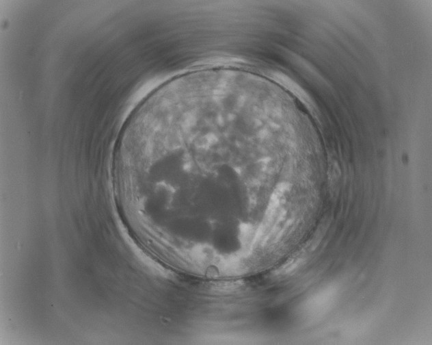 X0000072521055200608041527