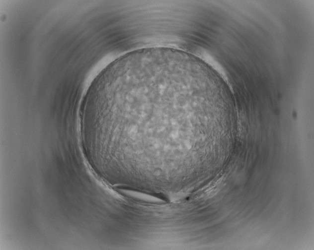 X0000072521096200608041526