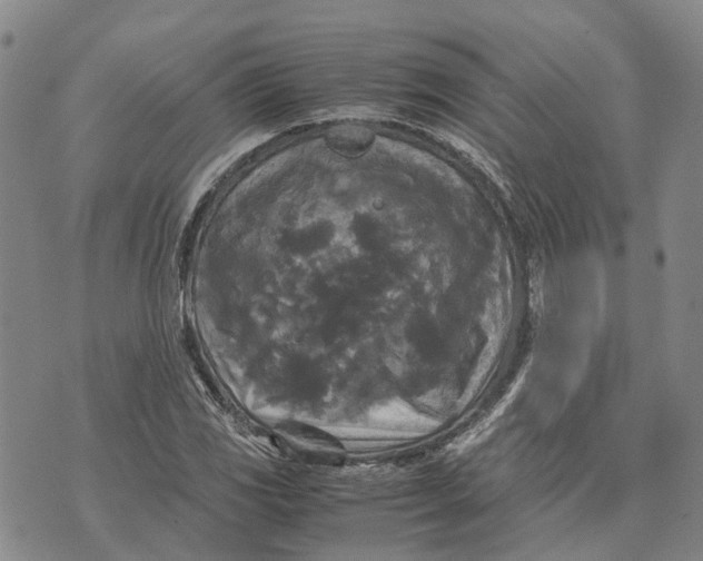 X0000072521117200608041525