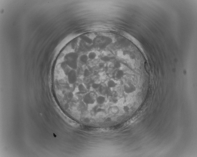 X0000072521195200608041524