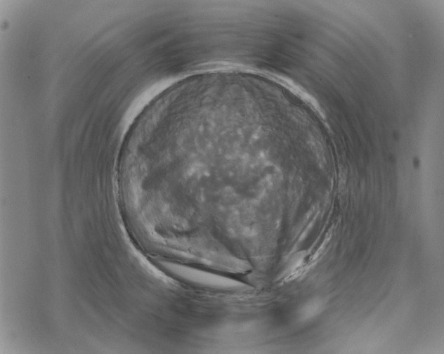 X0000072521239200608041524