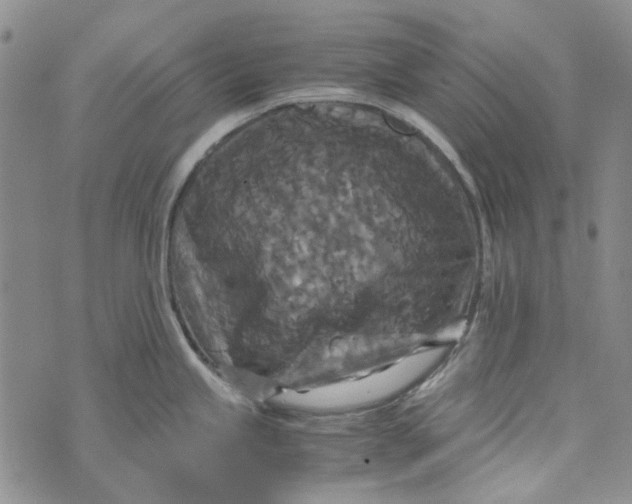 X0000072521245200608041524