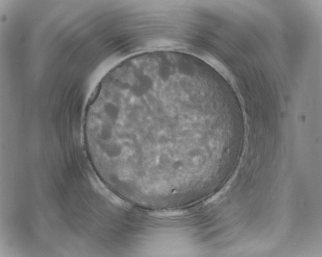 X0000072521296200608041522