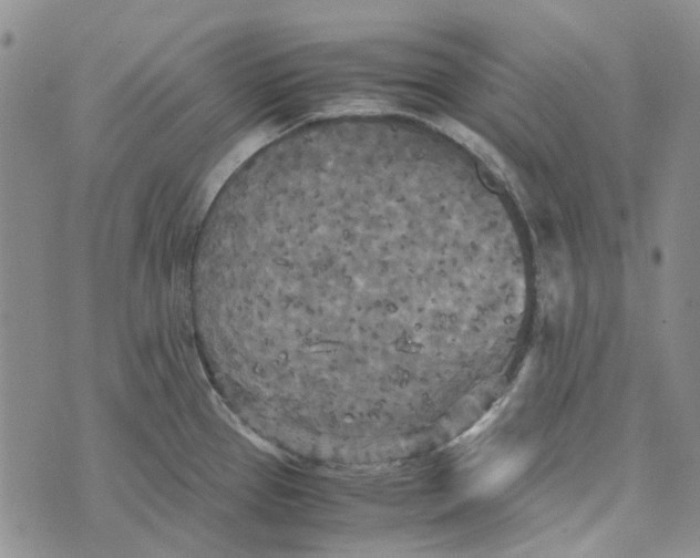 X0000072521337200608041522