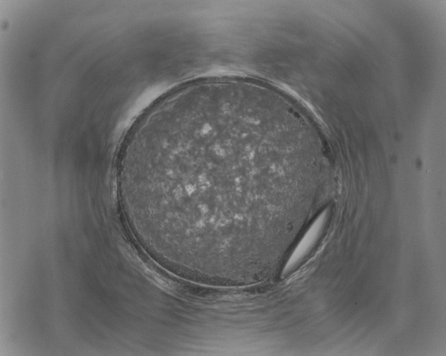 X0000072521367200608041521