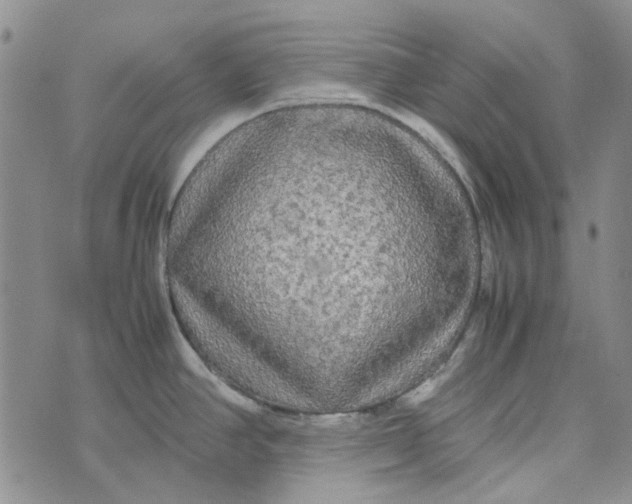 X0000072521390200608041521