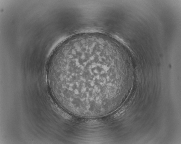 X0000072521408200608041520