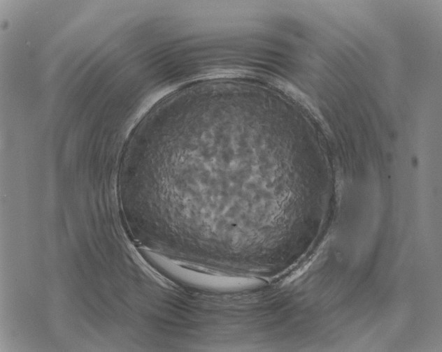 X0000072521417200608041520