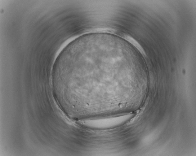 X0000072521436200608041521