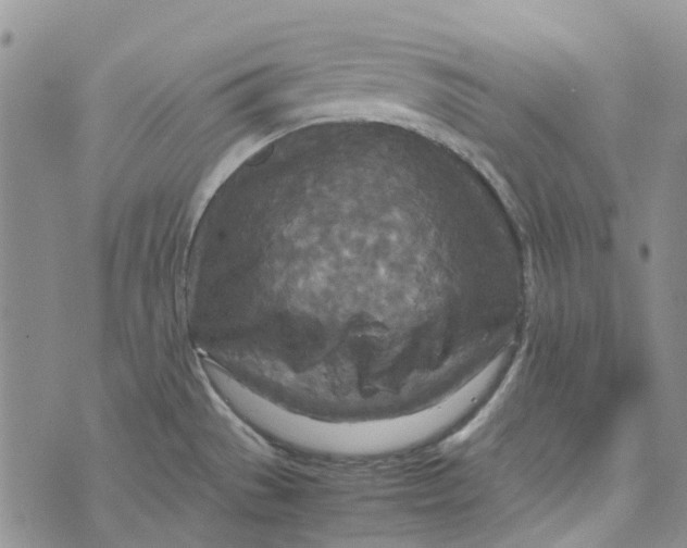 X0000072521529200608041519