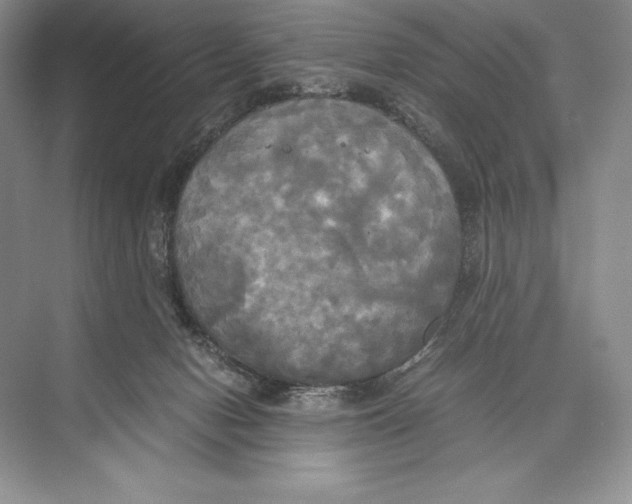 X0000072520078200608111731