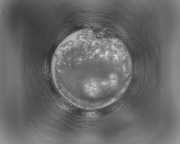 X0000072520173200608111729