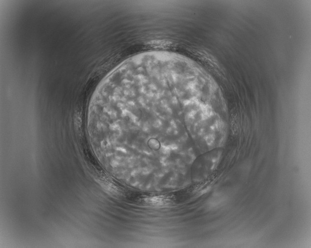 X0000072520365200608111726