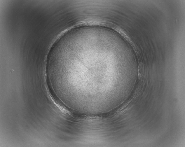 X0000072520438200608111724