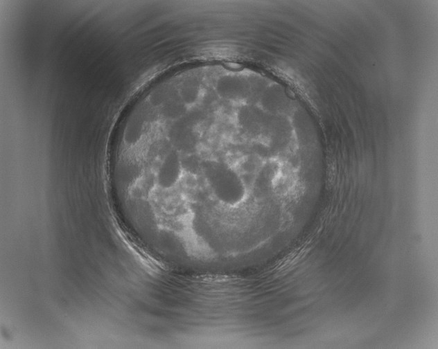 X0000072520439200608111724