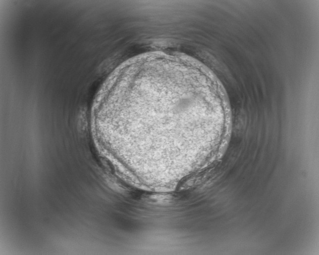 X0000072520478200608111725