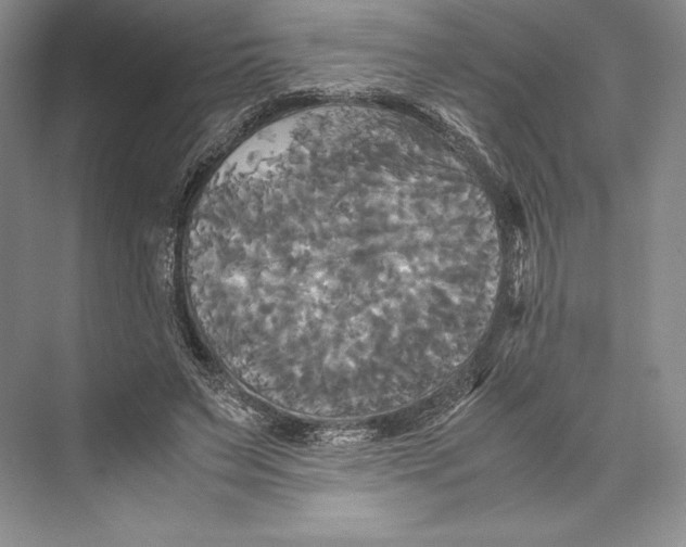 X0000072520495200608111724