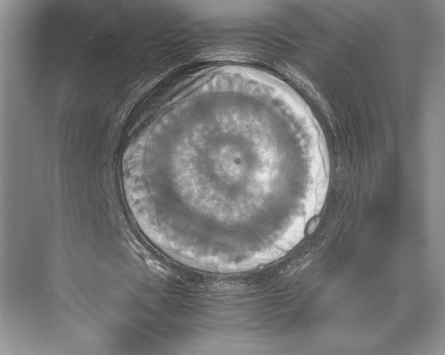 X0000072520529200608111722