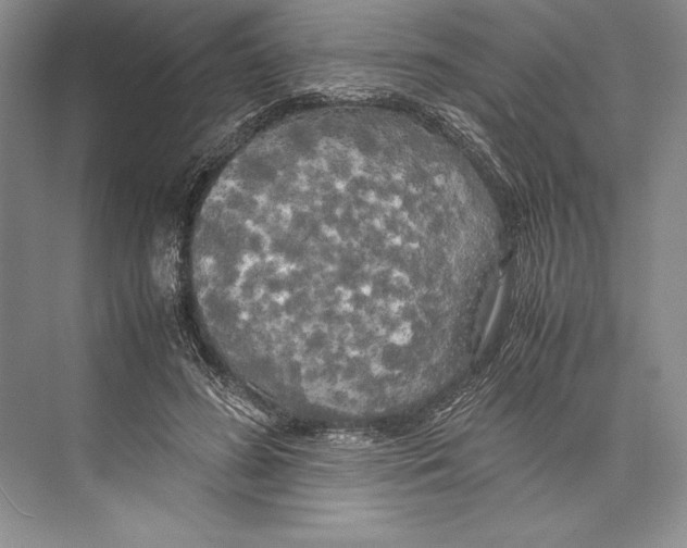 X0000072520596200608111722