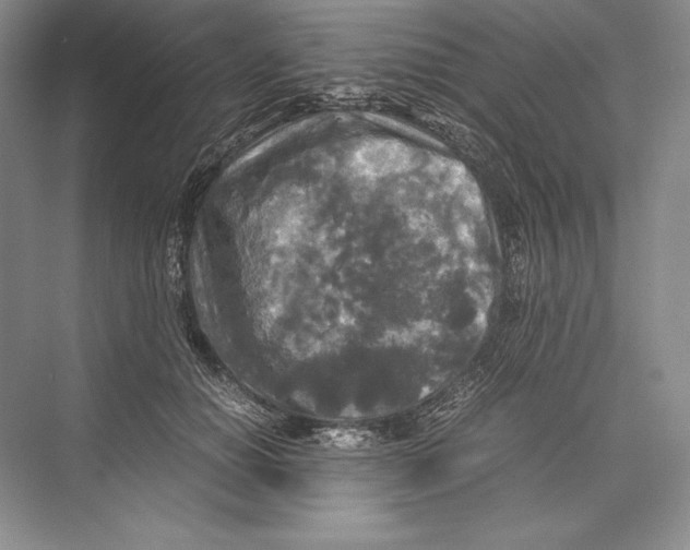 X0000072520654200608111721