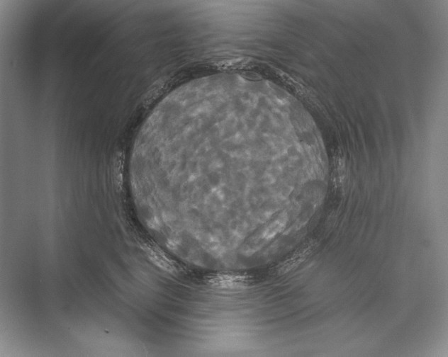 X0000072520664200608111721