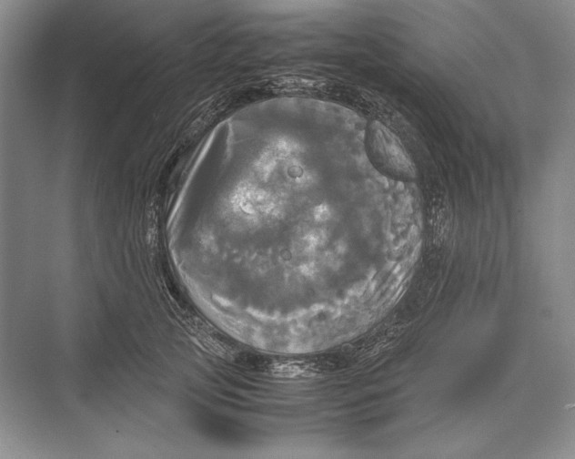 X0000072520753200608111720