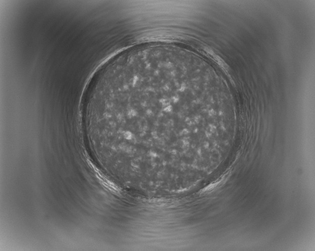 X0000072520779200608111719