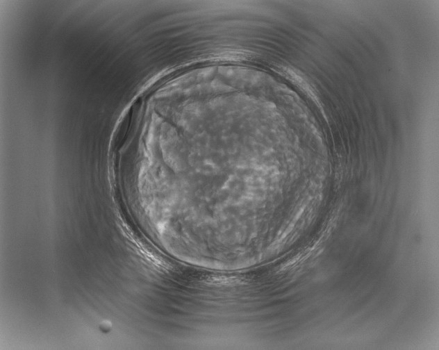 X0000072520835200608111718