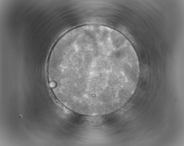 X0000072520856200608111718