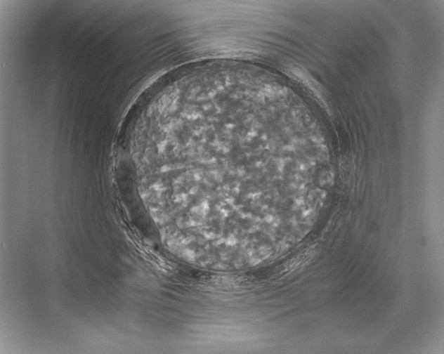 X0000072520875200608111717