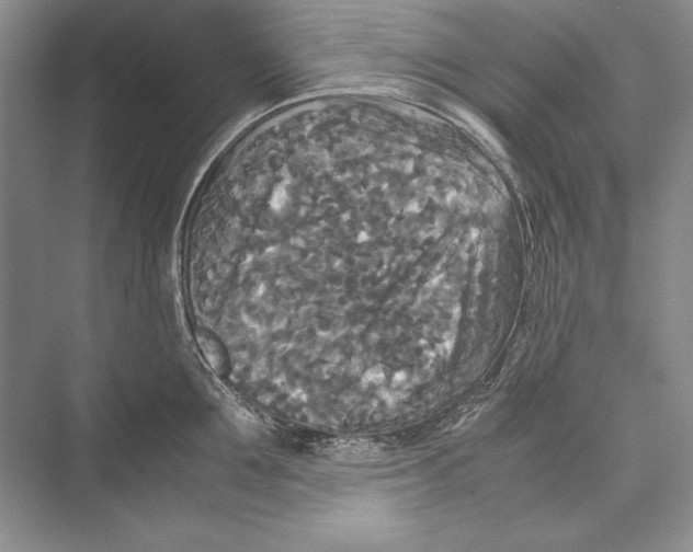 X0000072520907200608111717