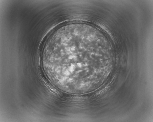 X0000072520925200608111716