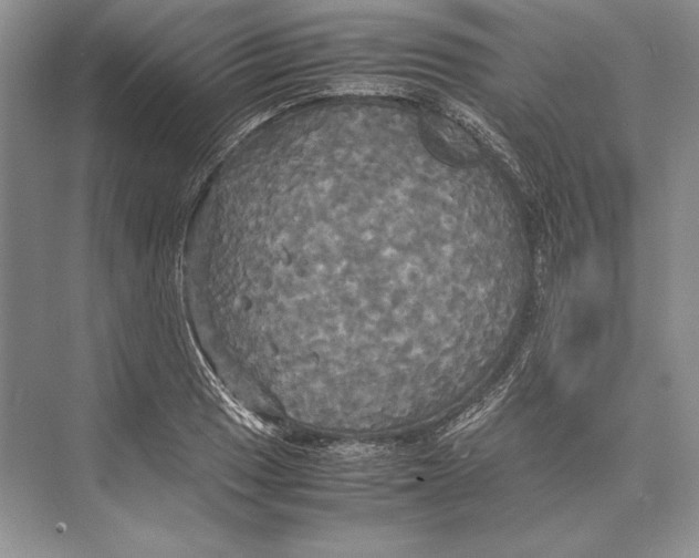 X0000072521033200608111715