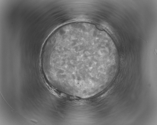 X0000072521236200608111712