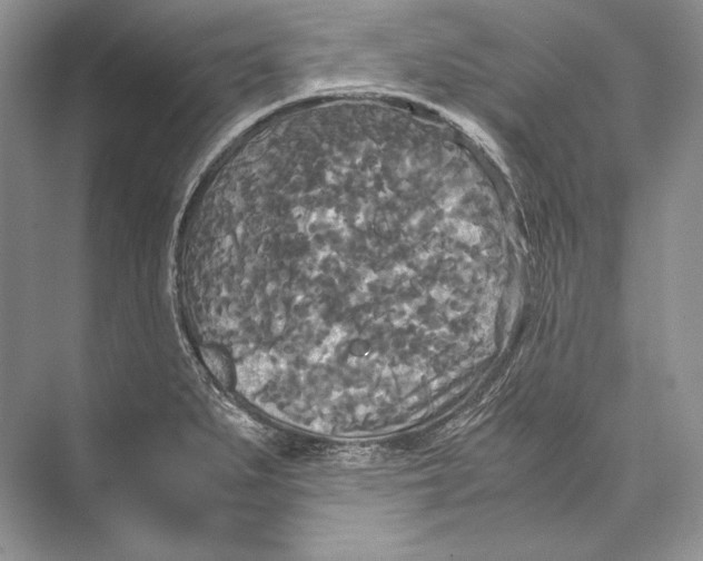 X0000072521279200608111710