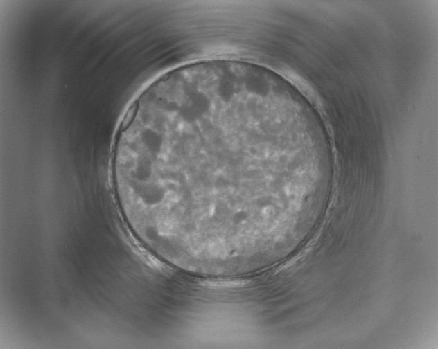 X0000072521296200608111710