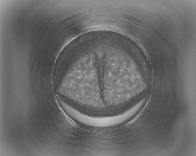 X0000072521529200608111707