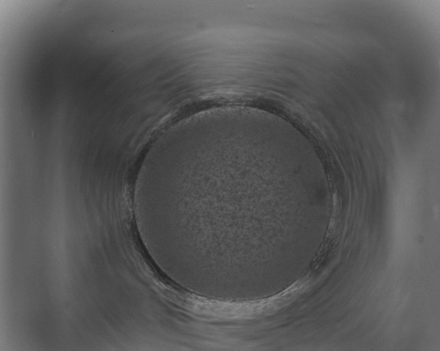 X0000072530048200607211500