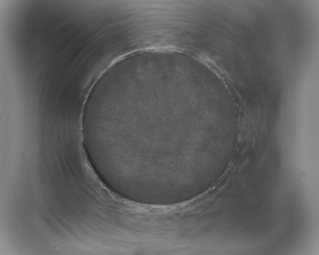 X0000072530002200607290236