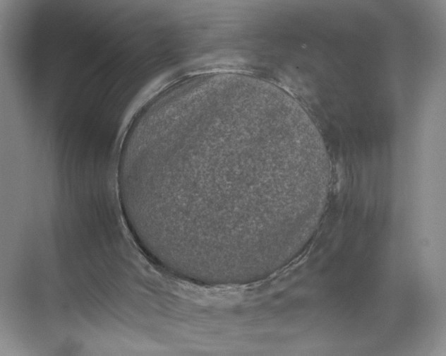 X0000072530004200607290236