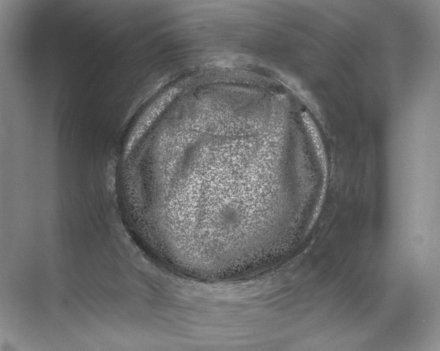 X0000072530010200607290236