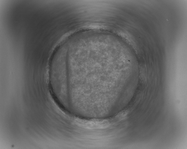 X0000072530016200607290236