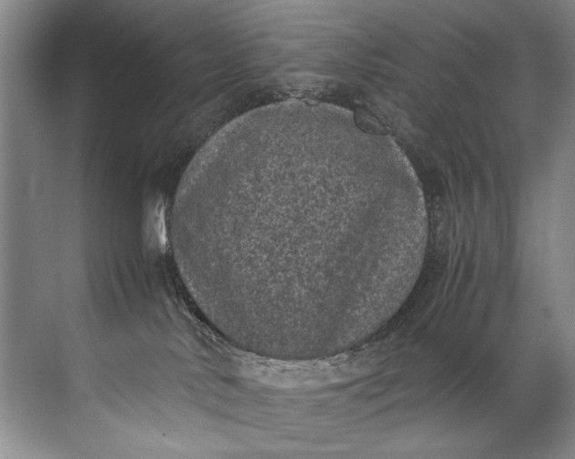 X0000072530042200607290236