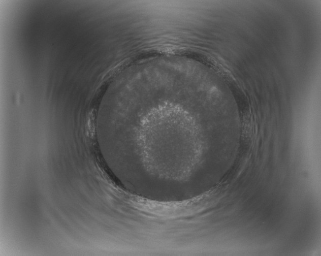 X0000072530043200607290235