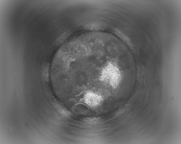 X0000072530065200607290235